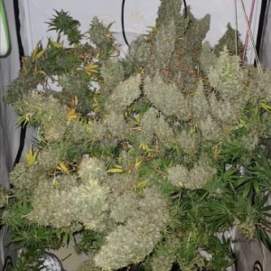 Ace Seeds - Panama X Bangi Haze