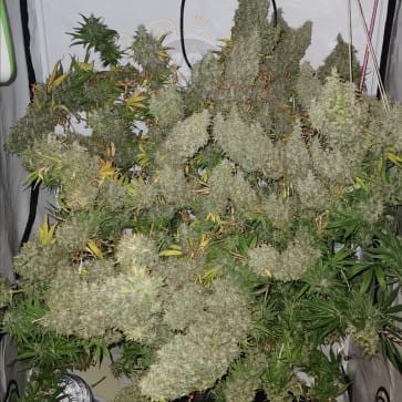 Ace Seeds - Panama X Bangi Haze
