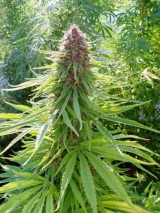 Ace Seeds - Erdpurt