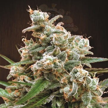 Ace Seeds - Nepal Jam
