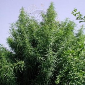 Ace Seeds - Tropical Mix