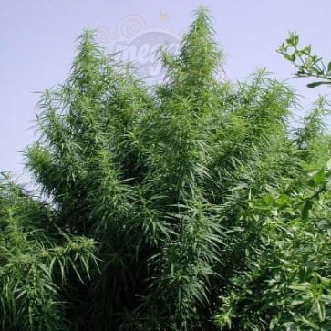Ace Seeds - Tropical Mix