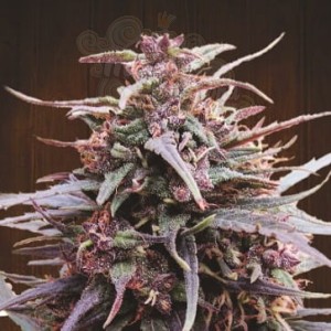 Ace Seeds - Purple Haze X Malawi