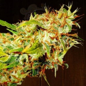 Ace Seeds - Zamaldelica
