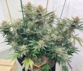 Ace Seeds - Zamaldelica