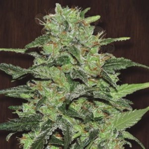 Ace Seeds - Malawi
