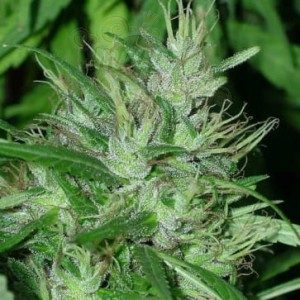 Ace Seeds - Congo