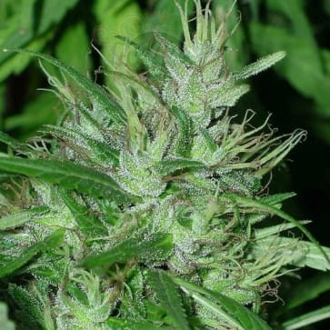 Ace Seeds - Congo