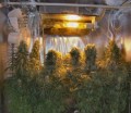 Ace Seeds - Orient Express 