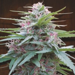 Ace Seeds - Panama
