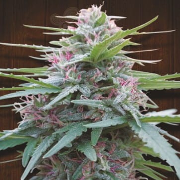Ace Seeds - Panama