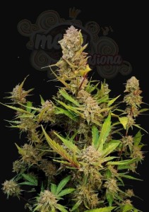 FastBuds - Apricot Auto