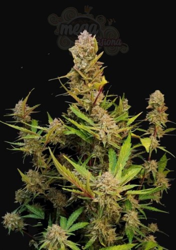 FastBuds - Apricot Auto