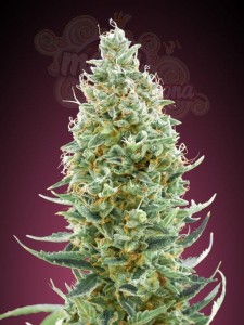 ADVANCED SEEDS - Amnesia FAST