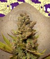 FEMALE SEEDS - Blueberry Cheesecake