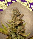 FEMALE SEEDS - Blueberry Cheesecake