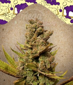 FEMALE SEEDS - Blueberry Cheesecake