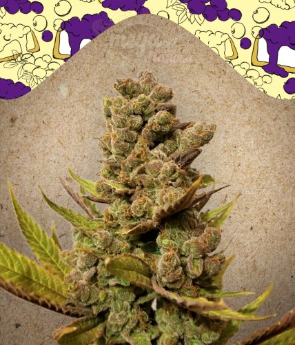 FEMALE SEEDS - Blueberry Cheesecake