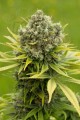DINAFEM - Dinamed CBD Plus