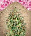 FEMALE SEEDS - BubbleGummer