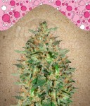 FEMALE SEEDS - BubbleGummer