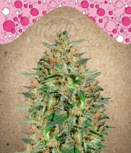 FEMALE SEEDS - BubbleGummer
