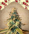  FEMALE SEEDS - Chem OG