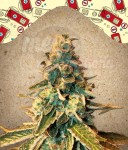  FEMALE SEEDS - Chem OG