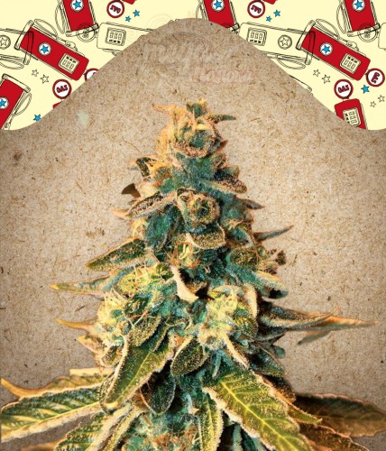  FEMALE SEEDS - Chem OG
