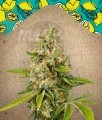FEMALE SEEDS - Lemon Kush