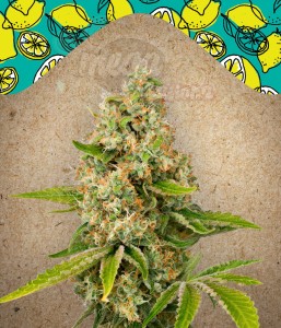 FEMALE SEEDS - Lemon Kush