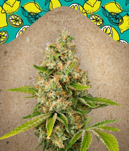 FEMALE SEEDS - Lemon Kush