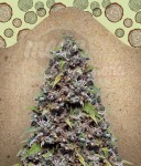 FEMALE SEEDS - Pure AK