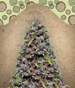FEMALE SEEDS - Pure AK