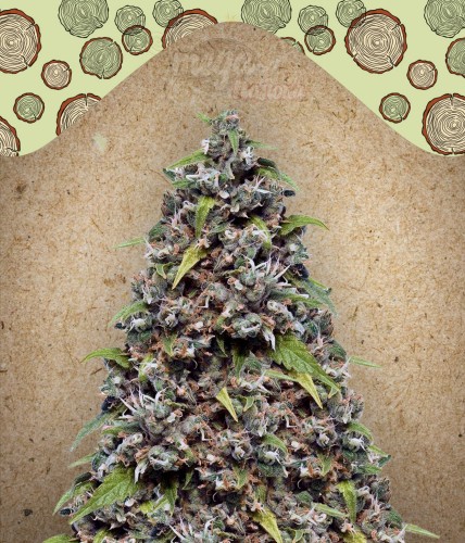 FEMALE SEEDS - Pure AK