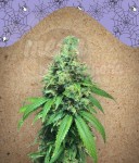 FEMALE SEEDS - White Widow x Big Bud