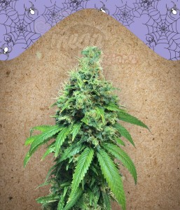 FEMALE SEEDS - White Widow x Big Bud