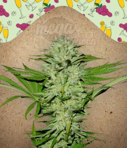 Female Seeds - Mimosa Champagne