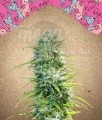FEMALE SEEDS - SexBud