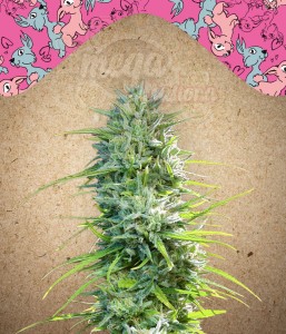 FEMALE SEEDS - SexBud