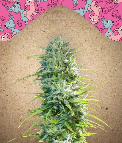 FEMALE SEEDS - SexBud