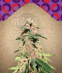 FEMALE SEEDS - Red Purps