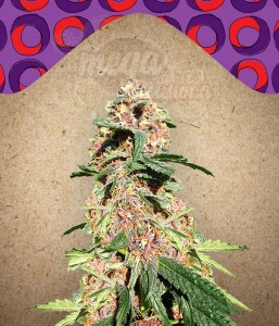 FEMALE SEEDS - Red Purps