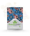 FEMALE SEEDS - ICED Grapefruit