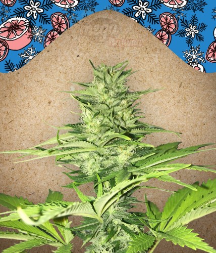 FEMALE SEEDS - ICED Grapefruit