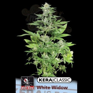 KERA SEEDS - White Widow