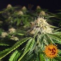 BARNEY’S FARM - Blue Cheese