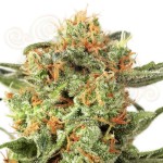 DUTCH PASSION - Orange Hill Special