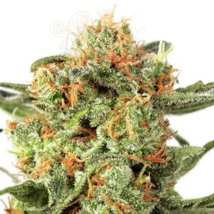 DUTCH PASSION - Orange Hill Special