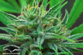 DUTCH PASSION - Passion #1® 